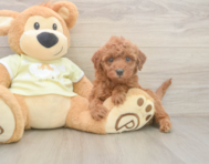 5 week old Mini Irish Doodle Puppy For Sale - Premier Pups