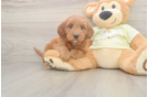 Mini Irish Doodle Pup Being Cute
