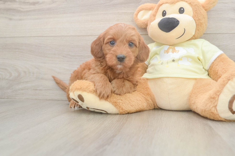 Mini Irish Doodle Pup Being Cute