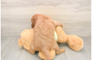 Mini Irish Doodle Puppy for Adoption