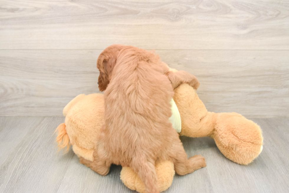 Mini Irish Doodle Puppy for Adoption