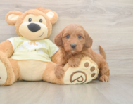 5 week old Mini Irish Doodle Puppy For Sale - Premier Pups