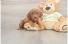 Mini Irish Doodle Puppy for Adoption