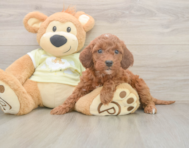 6 week old Mini Irish Doodle Puppy For Sale - Premier Pups