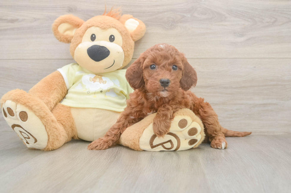 5 week old Mini Irish Doodle Puppy For Sale - Premier Pups