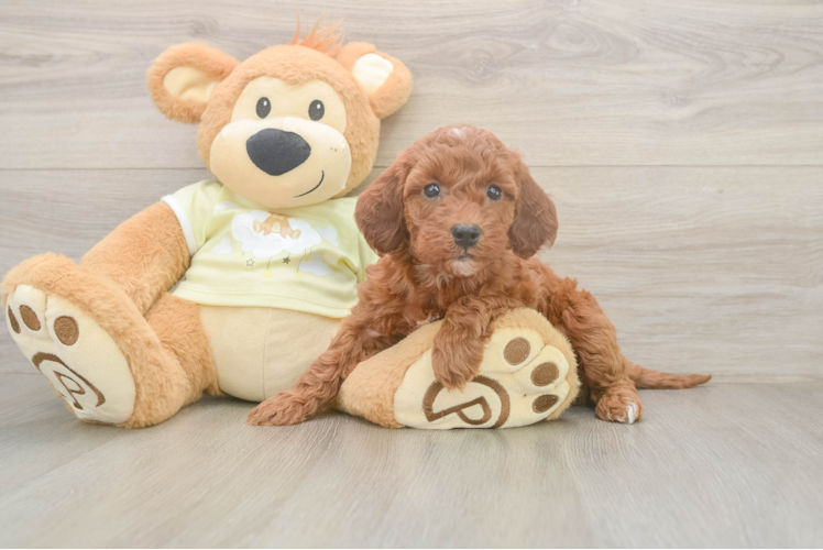 Meet Anabelle - our Mini Irish Doodle Puppy Photo  1/3 - Premier Pups Cute Mini Irish Doodle Baby