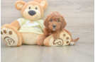 Mini Irish Doodle Puppy for Adoption