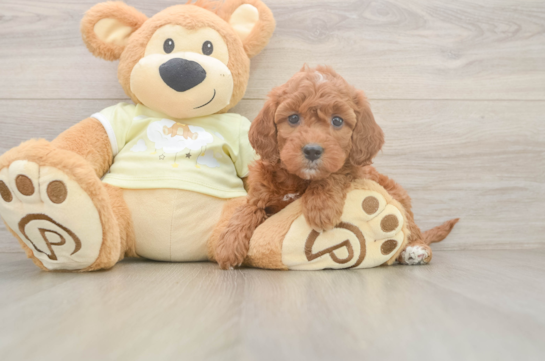 Mini Irish Doodle Puppy for Adoption