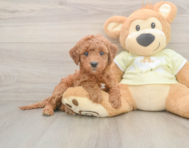5 week old Mini Irish Doodle Puppy For Sale - Premier Pups