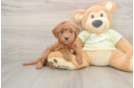 Energetic Irish Setterpoo Poodle Mix Puppy