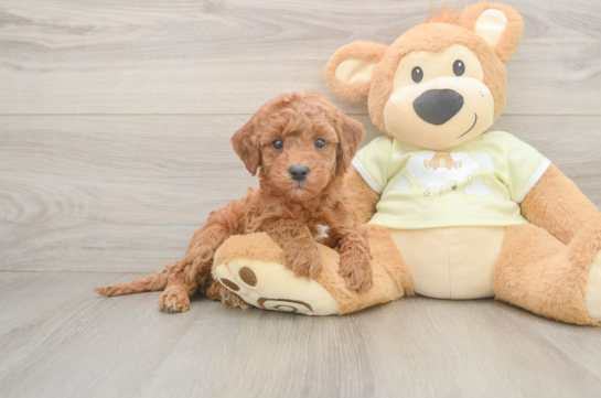 Energetic Irish Setterpoo Poodle Mix Puppy