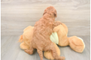 Mini Irish Doodle Puppy for Adoption