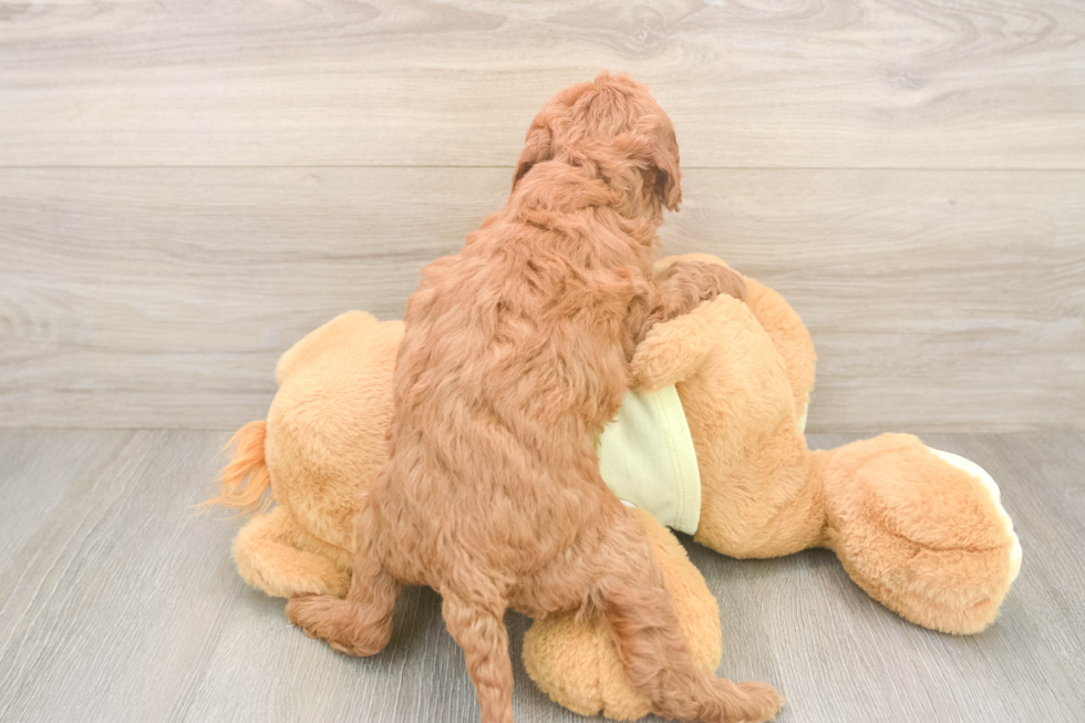 Mini Irish Doodle Puppy for Adoption