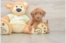 Smart Mini Irish Doodle Poodle Mix Pup