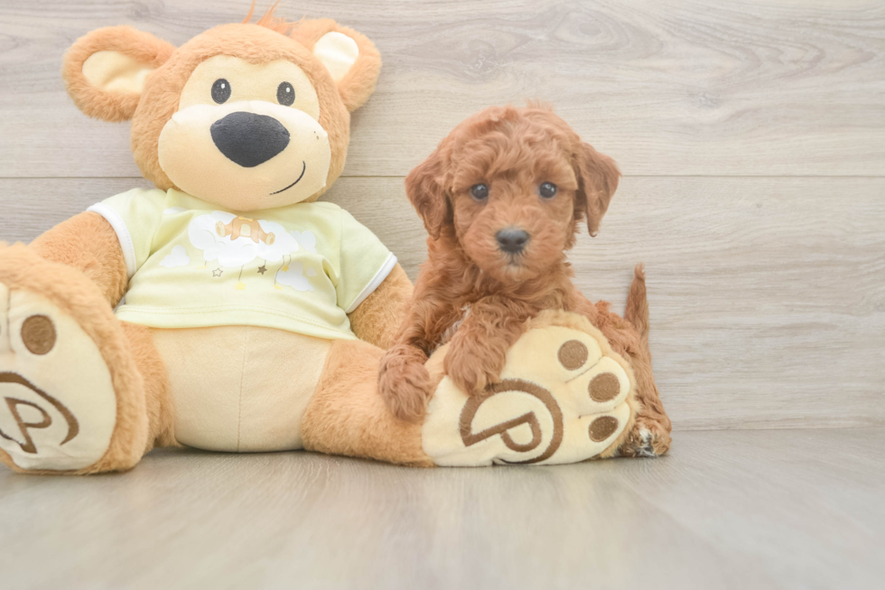 Smart Mini Irish Doodle Poodle Mix Pup