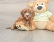 6 week old Mini Irish Doodle Puppy For Sale - Premier Pups