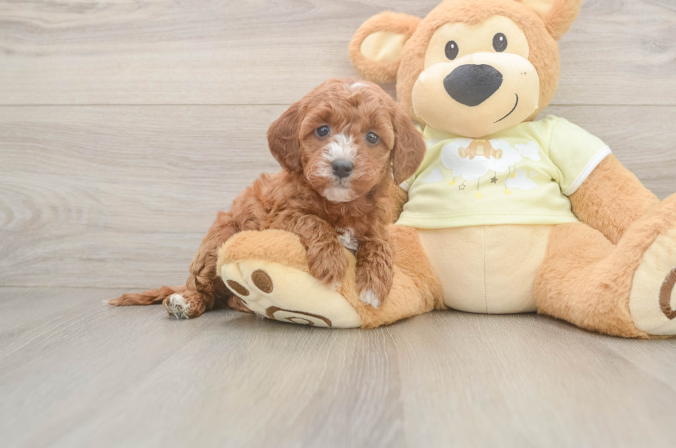 5 week old Mini Irish Doodle Puppy For Sale - Premier Pups