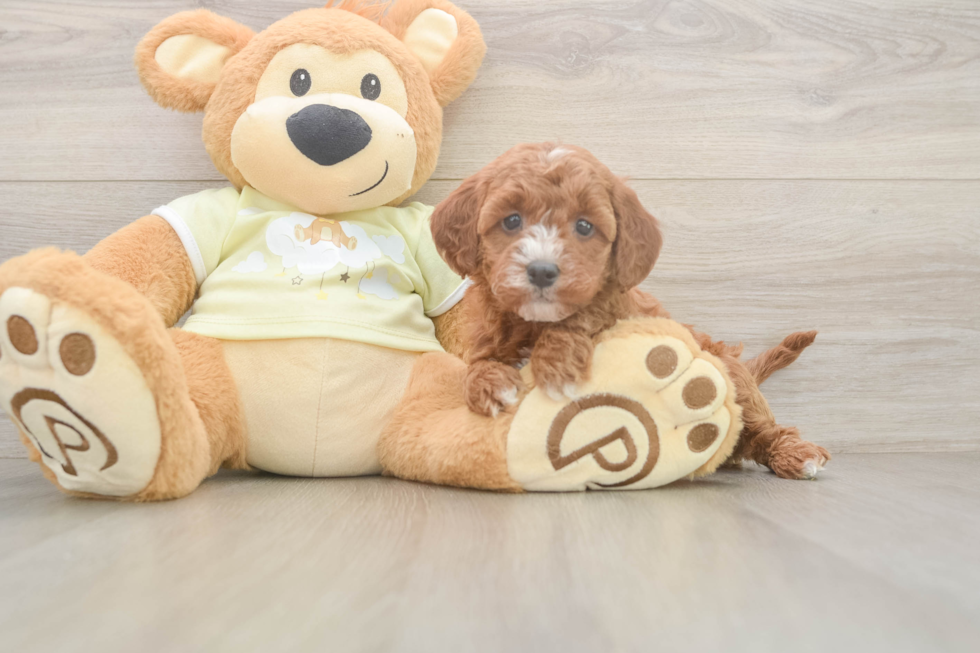 Little Irish Setterpoo Poodle Mix Puppy