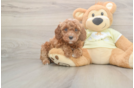 Mini Irish Doodle Pup Being Cute