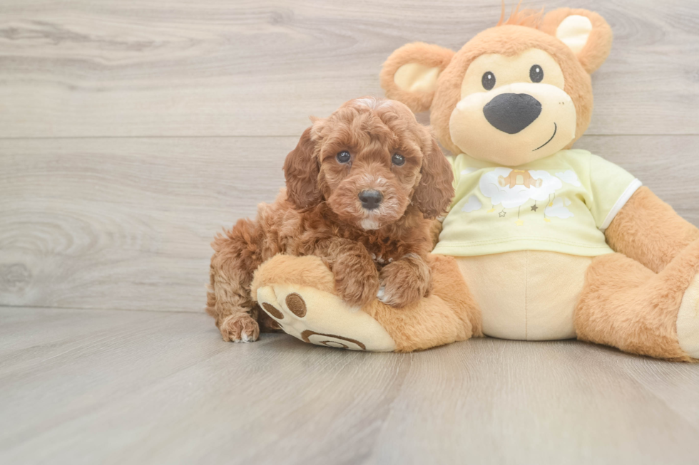 Mini Irish Doodle Pup Being Cute