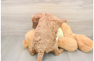 Mini Irish Doodle Pup Being Cute