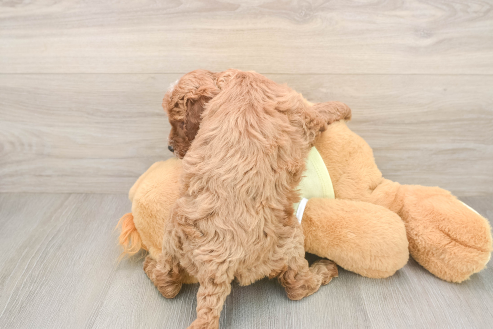 Mini Irish Doodle Pup Being Cute