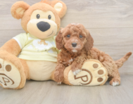 6 week old Mini Irish Doodle Puppy For Sale - Premier Pups