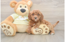 Adorable Irish Poodle Poodle Mix Puppy