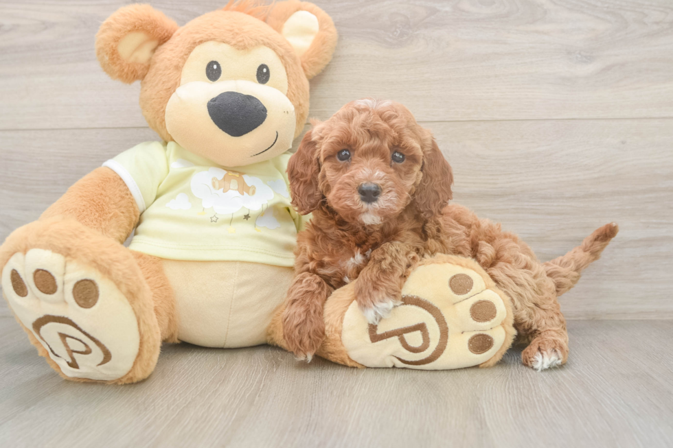 Adorable Irish Poodle Poodle Mix Puppy