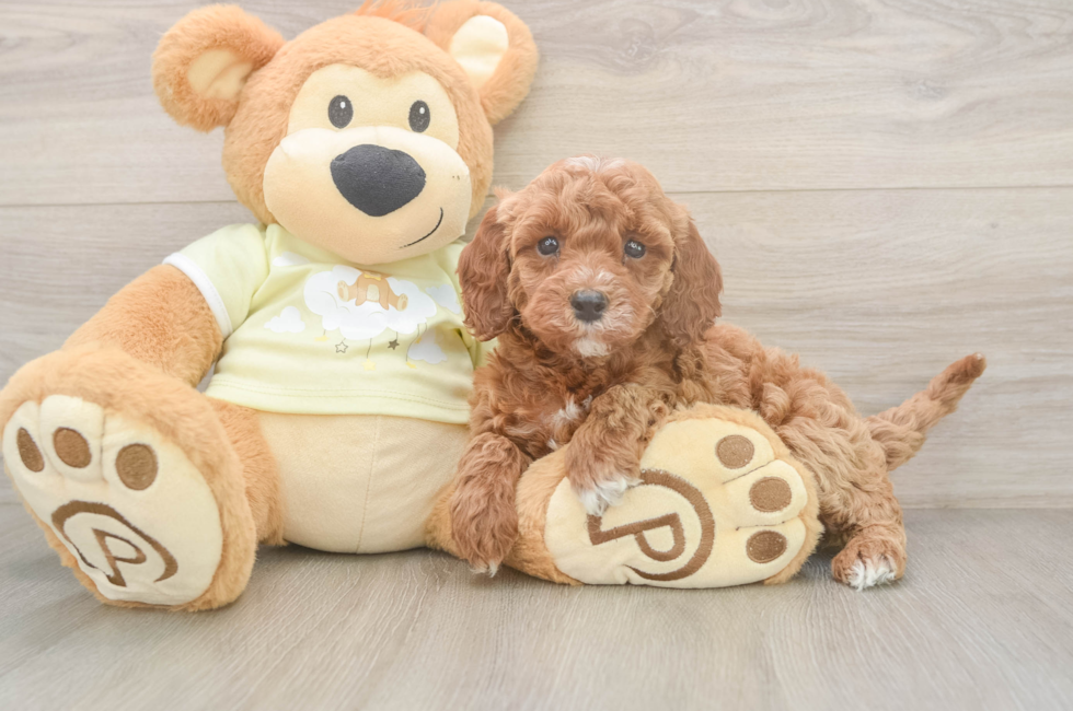 5 week old Mini Irish Doodle Puppy For Sale - Premier Pups