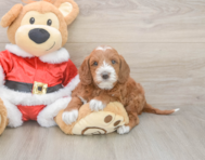 5 week old Mini Irish Doodle Puppy For Sale - Premier Pups