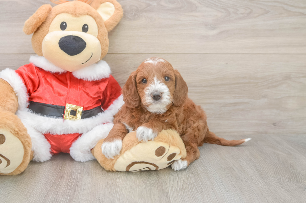 5 week old Mini Irish Doodle Puppy For Sale - Premier Pups