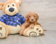 5 week old Mini Irish Doodle Puppy For Sale - Premier Pups