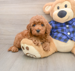 5 week old Mini Irish Doodle Puppy For Sale - Premier Pups