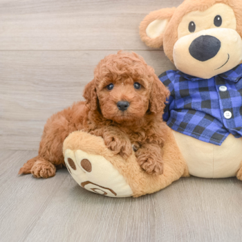 Mini Irish Doodle Puppy for Adoption