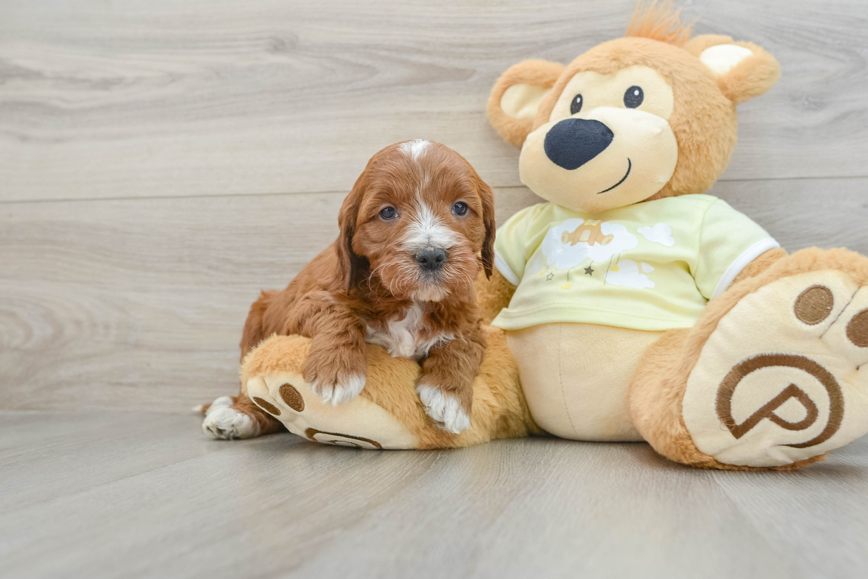 Teddy bear labradoodle puppies for sale new arrivals