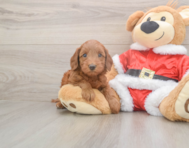 5 week old Mini Irish Doodle Puppy For Sale - Premier Pups
