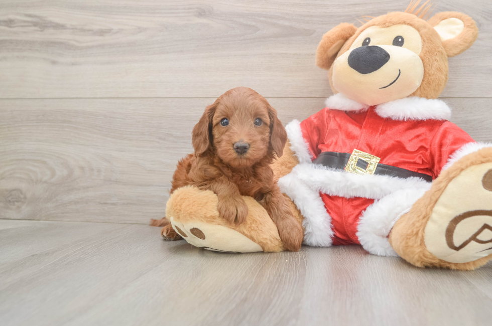 5 week old Mini Irish Doodle Puppy For Sale - Premier Pups