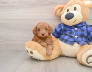 9 week old Mini Irish Doodle Puppy For Sale - Premier Pups