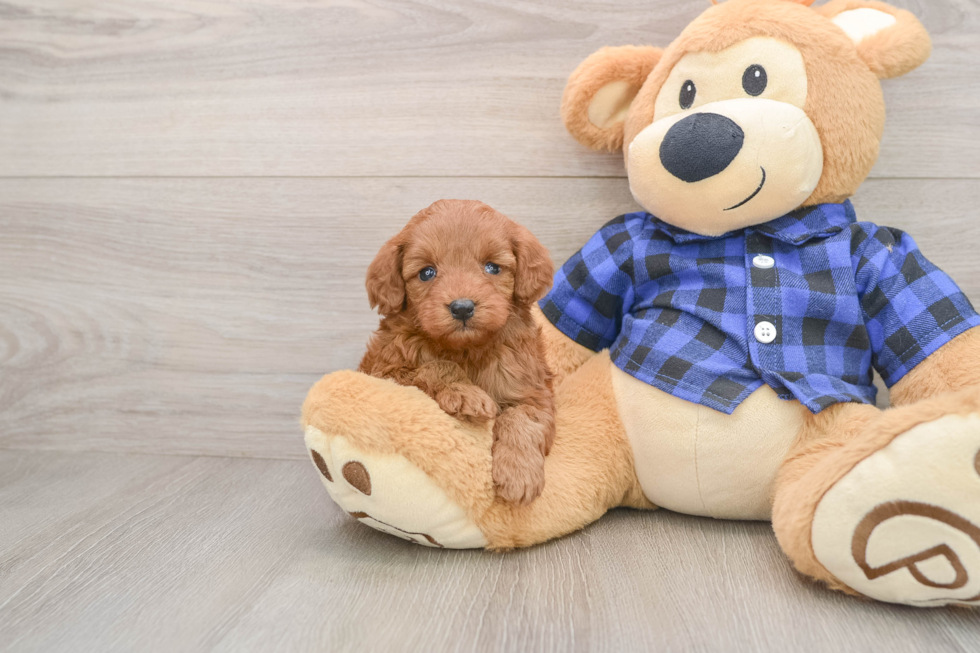 Popular Mini Irish Doodle Poodle Mix Pup