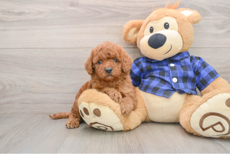 Mini Irish Doodle Puppy for Adoption