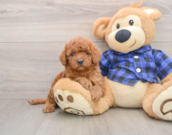 6 week old Mini Irish Doodle Puppy For Sale - Premier Pups