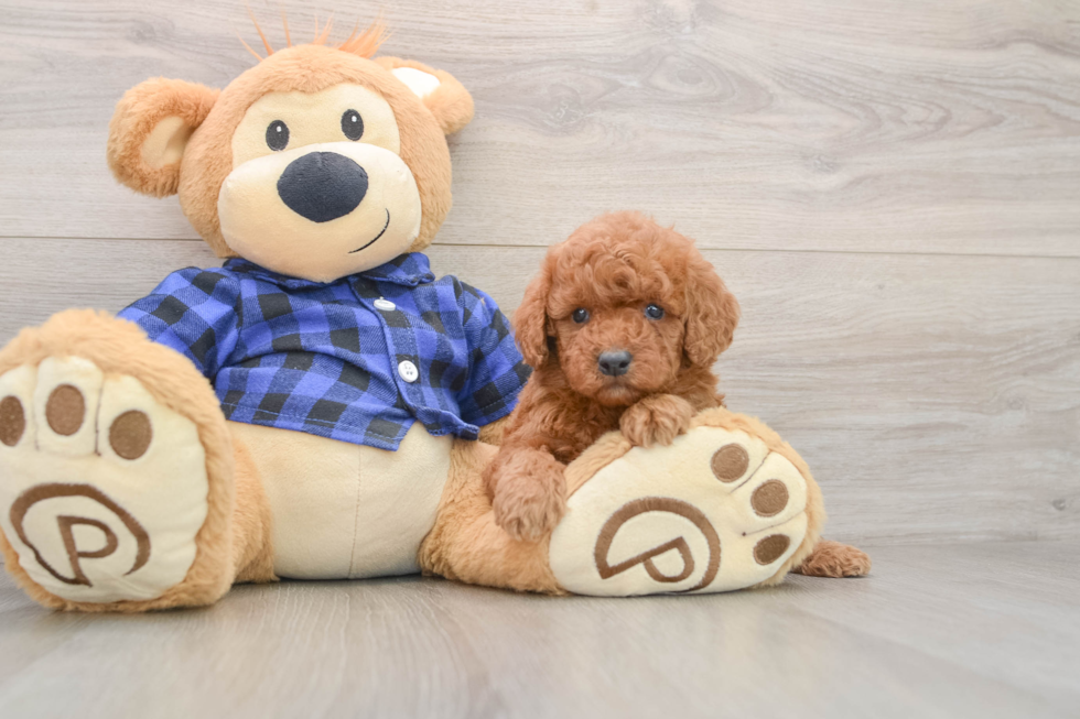 Happy Mini Irish Doodle Baby