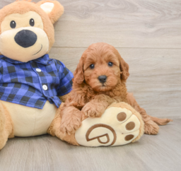 5 week old Mini Irish Doodle Puppy For Sale - Premier Pups