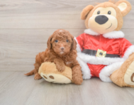 8 week old Mini Irish Doodle Puppy For Sale - Premier Pups