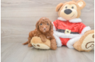 Friendly Mini Irish Doodle Baby