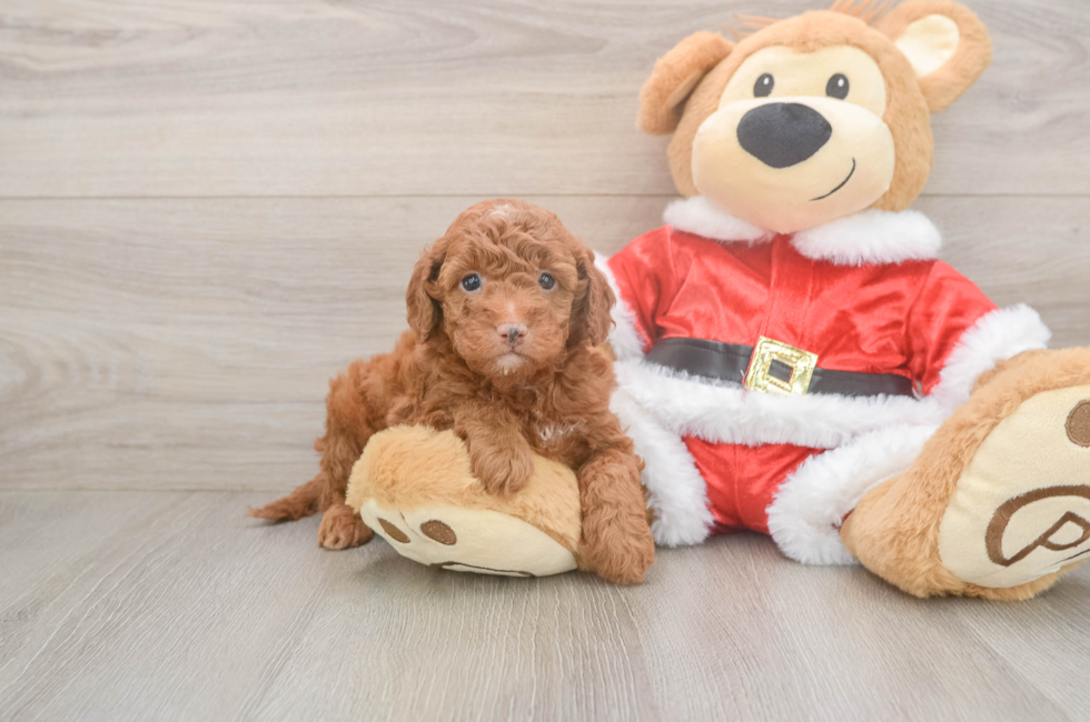 8 week old Mini Irish Doodle Puppy For Sale - Premier Pups