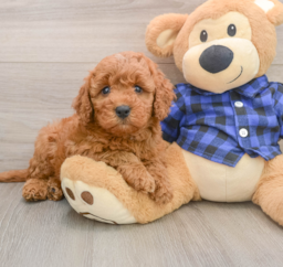 5 week old Mini Irish Doodle Puppy For Sale - Premier Pups