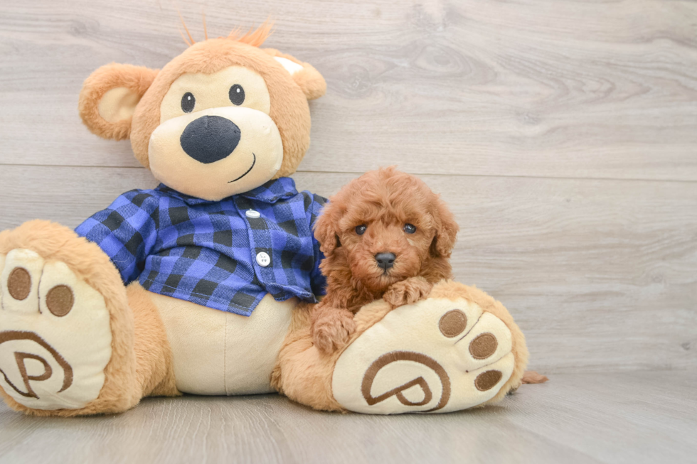 Playful Setterdoodle Poodle Mix Puppy