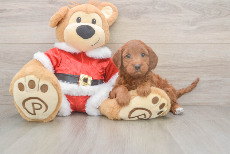 Mini Irish Doodle Pup Being Cute